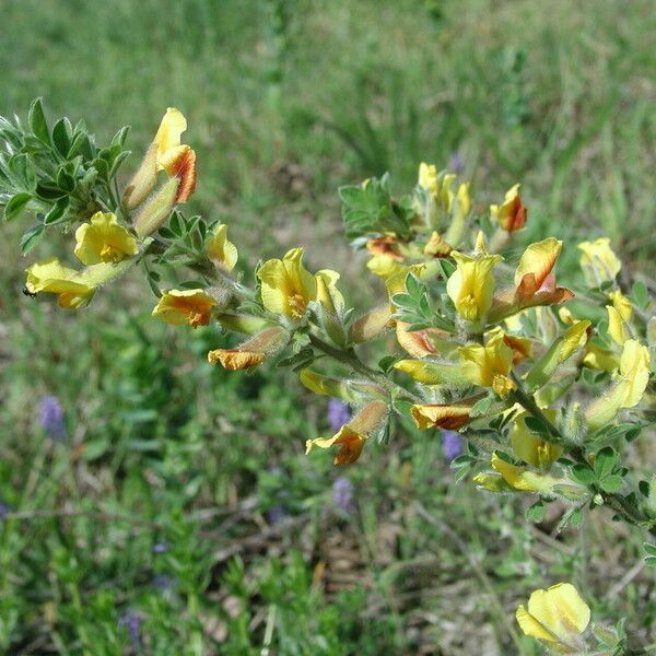 Cytisus hirsutus Květ