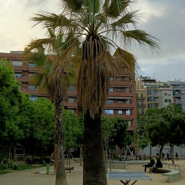 Washingtonia filifera Lapas