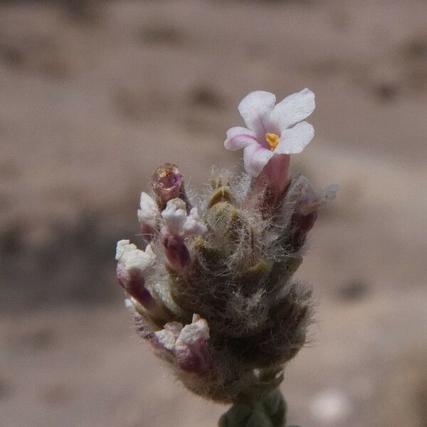 Aloysia deserticola Flower