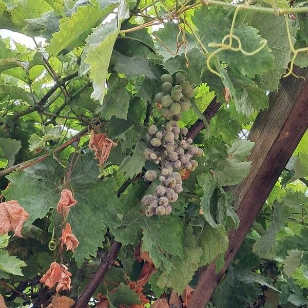 Vitis vinifera Fruit