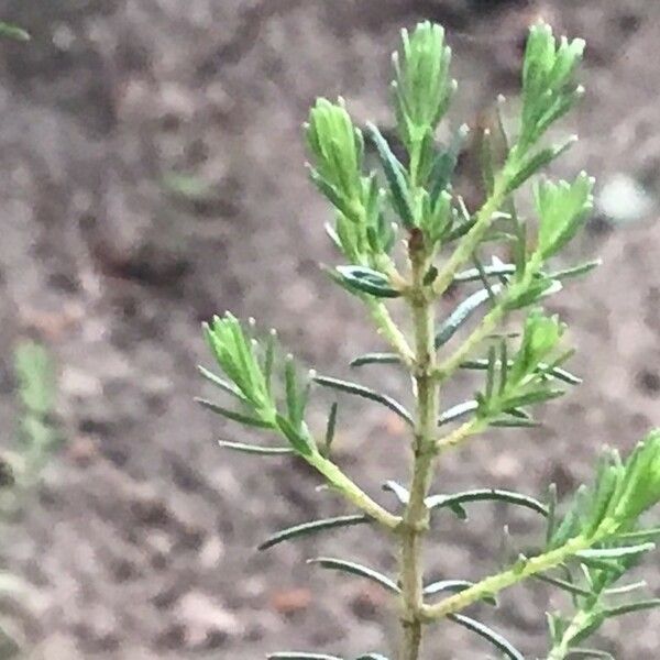 Erica erigena Folha