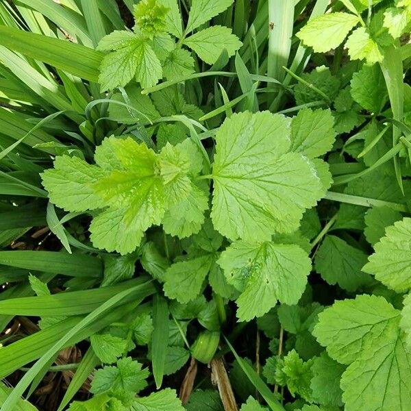 Geum macrophyllum Лист