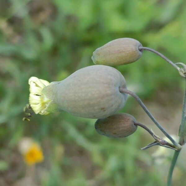 Silene vulgaris Цветок