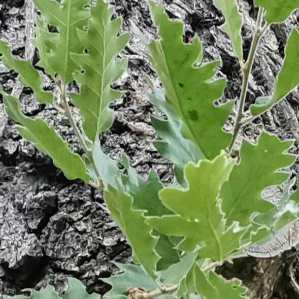 Quercus ithaburensis 叶