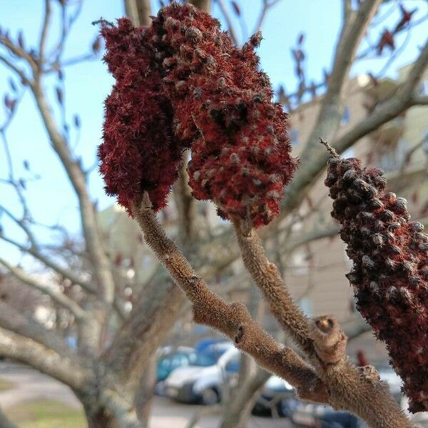 Rhus typhina Fruto