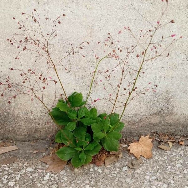 Talinum paniculatum Blatt