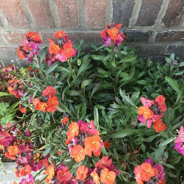 Erysimum virgatum Flower