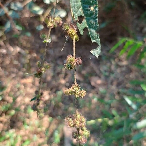 Triumfetta rhomboidea Frucht