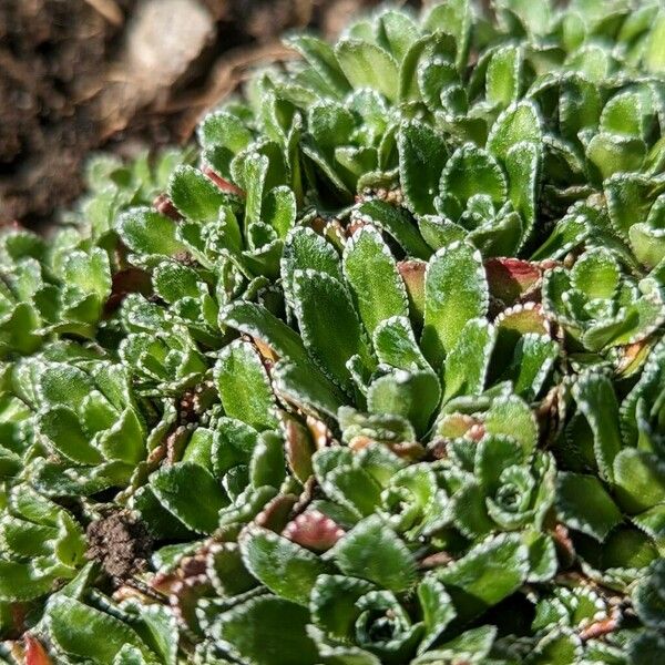 Saxifraga paniculata Hoja