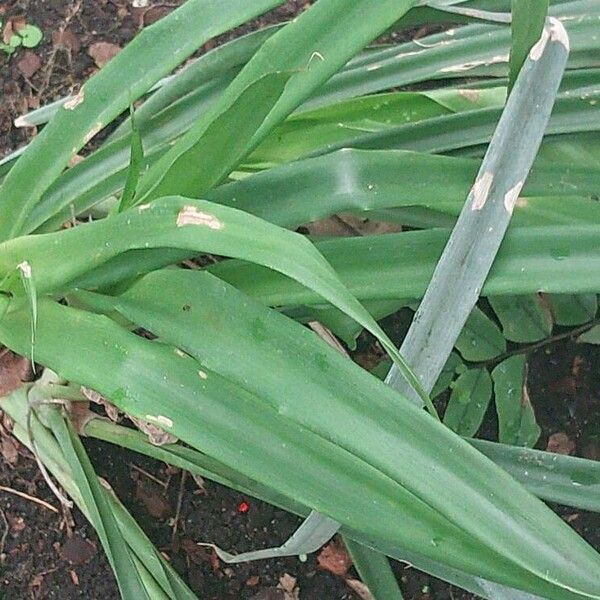 Pitcairnia spicata Blatt