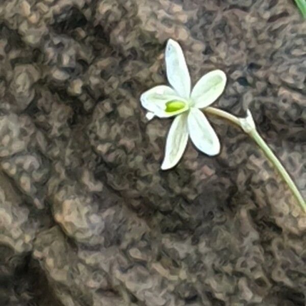 Paramollugo nudicaulis 花
