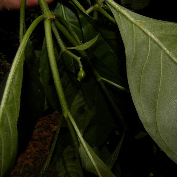 Psychotria microdon Frutto