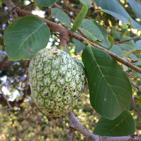 Annona senegalensis Frugt