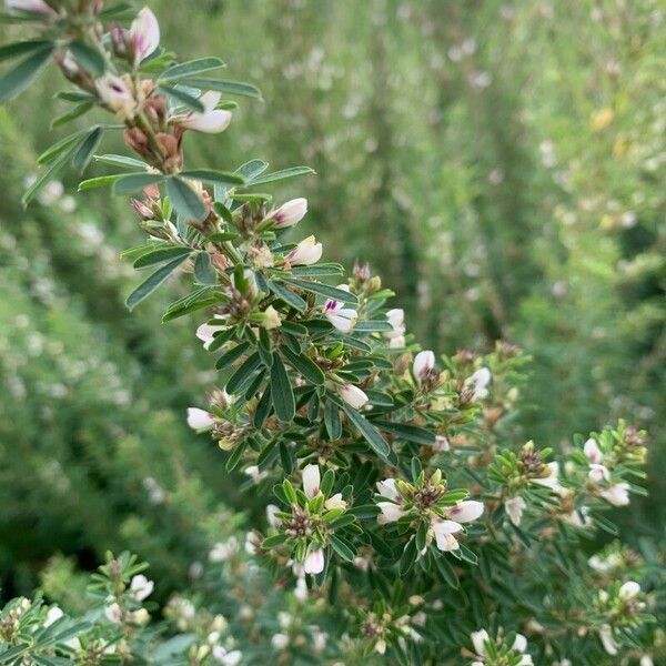 Lespedeza cuneata Žiedas