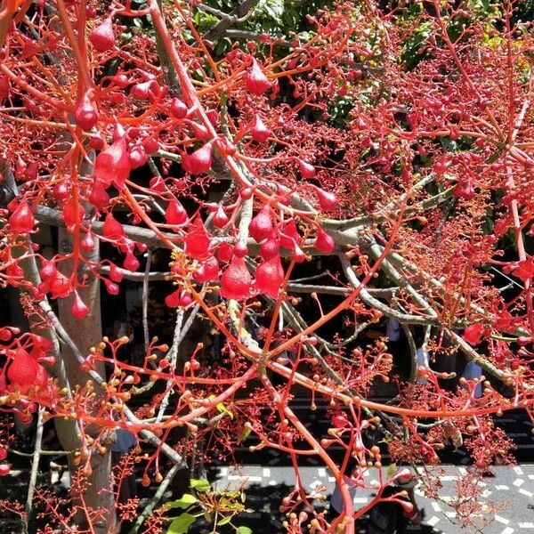 Brachychiton acerifolius Vrucht