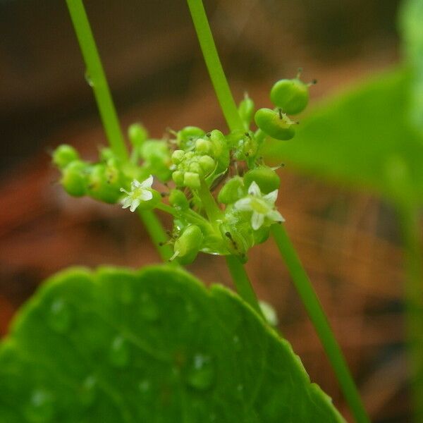 Hydrocotyle verticillata 花