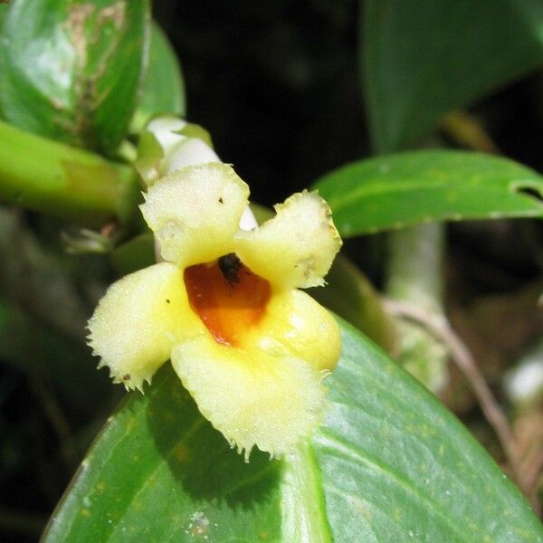 Drymonia macrophylla Cvet