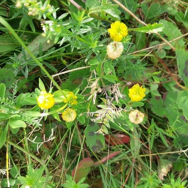 Trifolium aureum Blomst