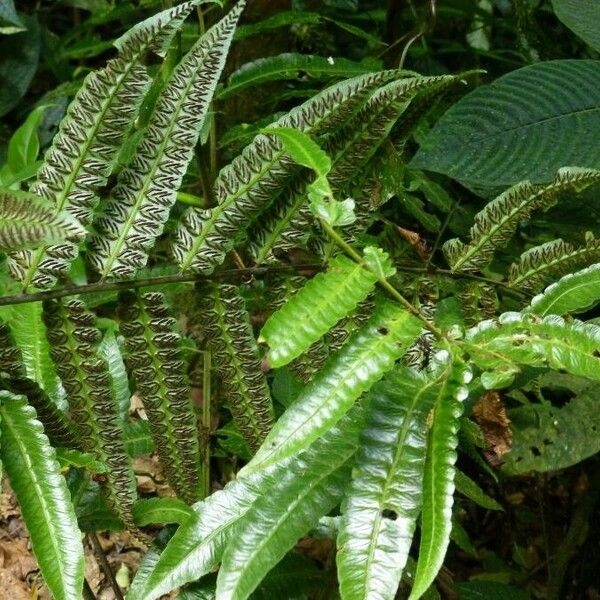 Diplazium striatum (Striped twinsorus fern)