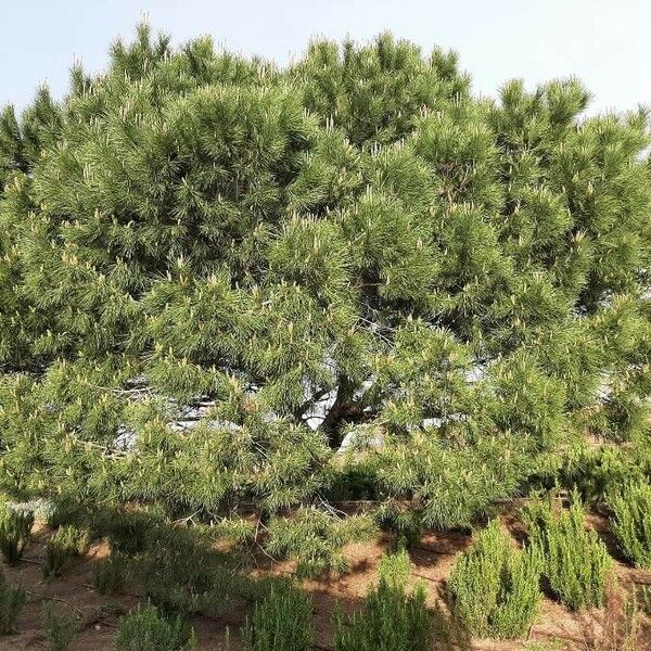 Pinus pinaster Habit