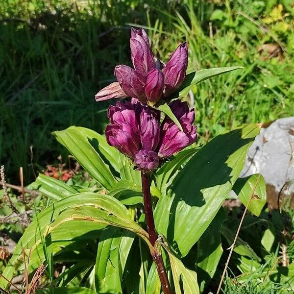 Gentiana pannonica Flower