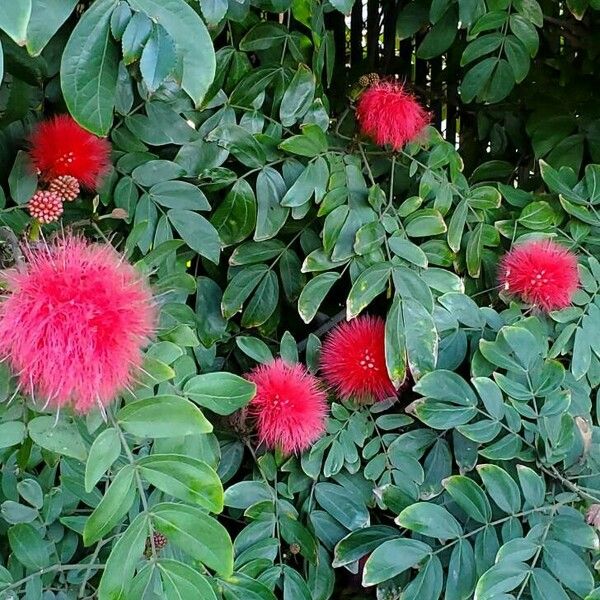 Calliandra haematocephala Flower