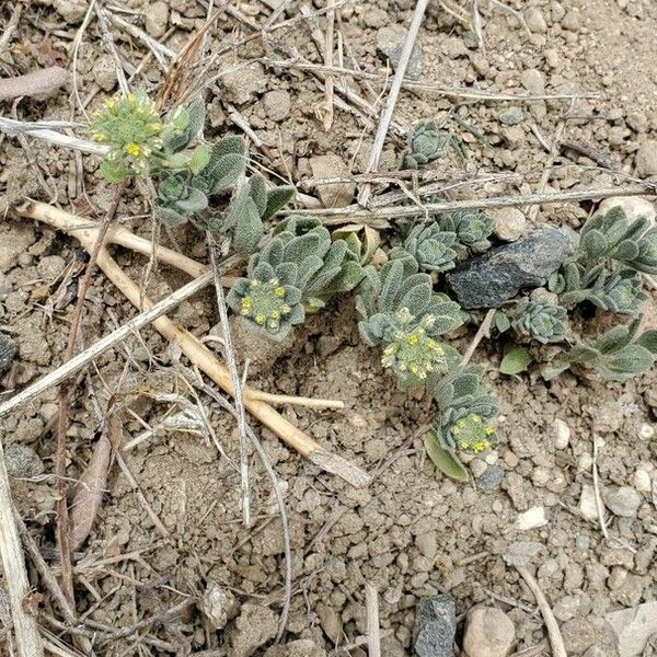 Alyssum simplex Ліст