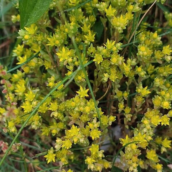 Sedum annuum Lorea