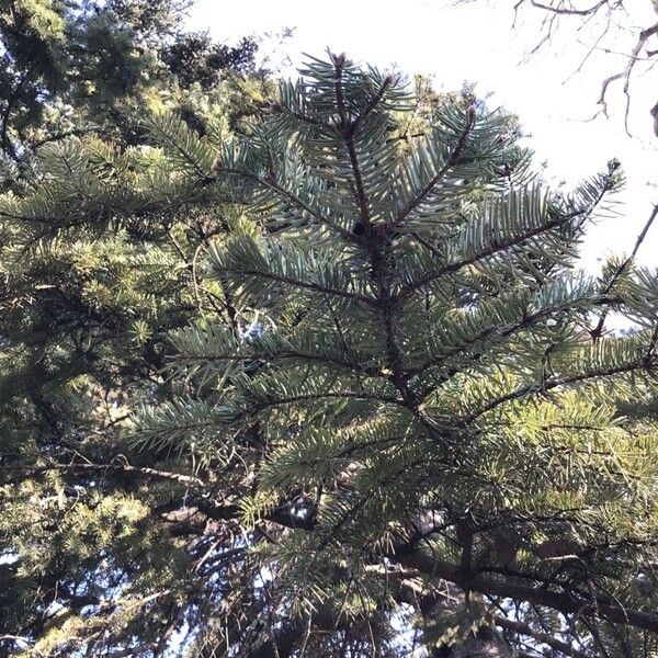 Abies cephalonica Leaf