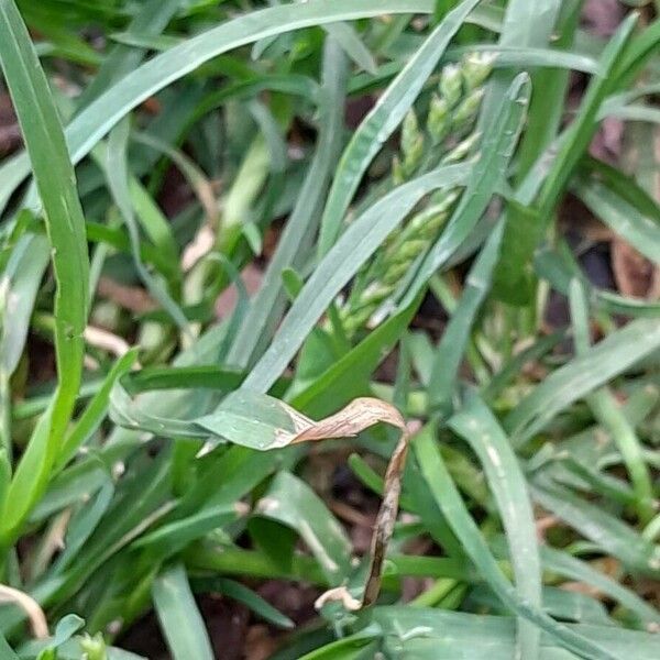 Poa annua 葉