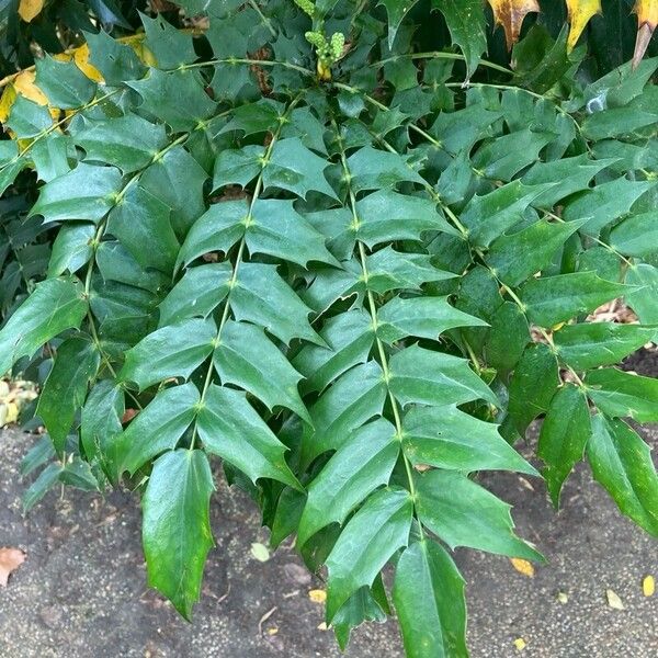 Berberis japonica Leht