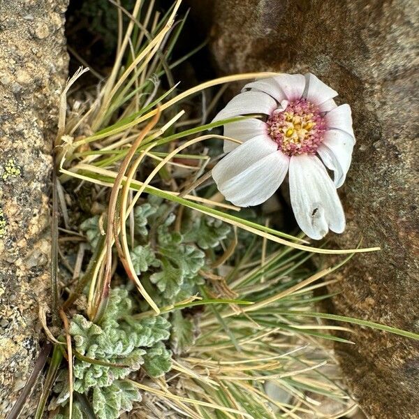 Leucanthemopsis alpina Flower