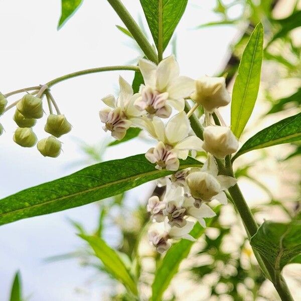 Gomphocarpus physocarpus 花