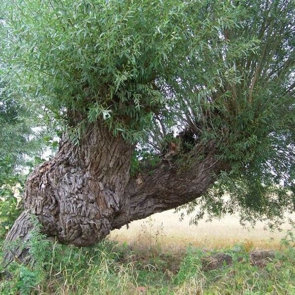 Salix alba Kůra