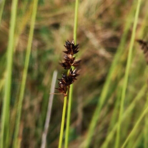 Carex appropinquata Flower