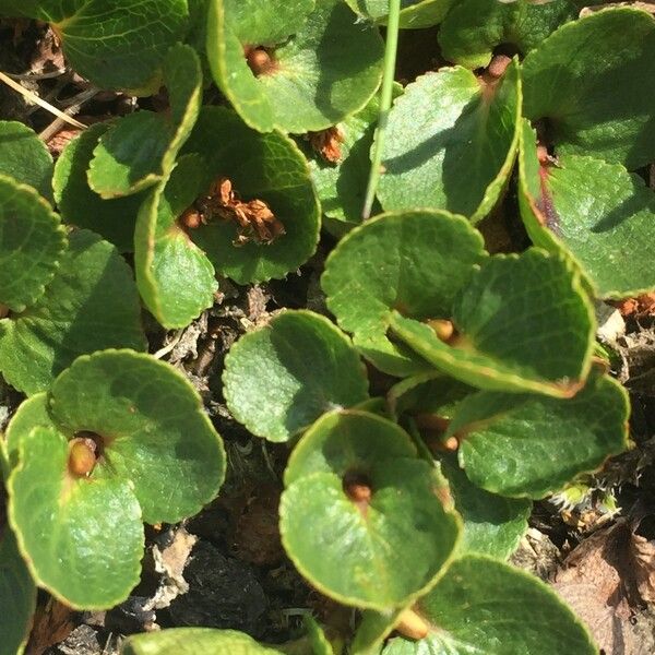 Salix herbacea Habit