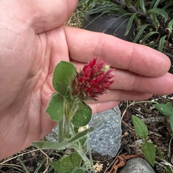 Trifolium incarnatum Flor