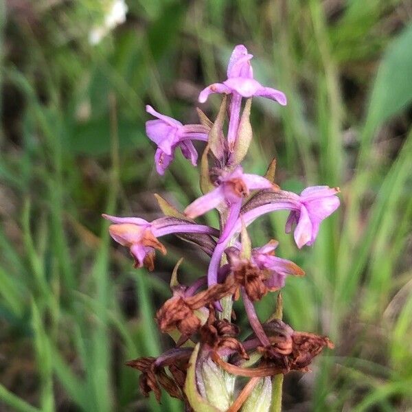 Gymnadenia conopsea Kvet