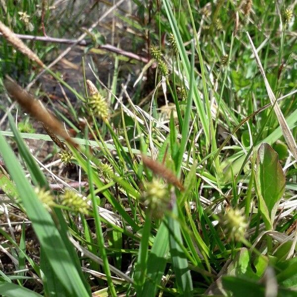 Carex oederi Flower