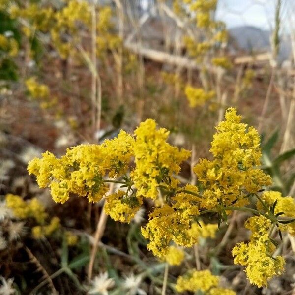 Galium verum Kwiat