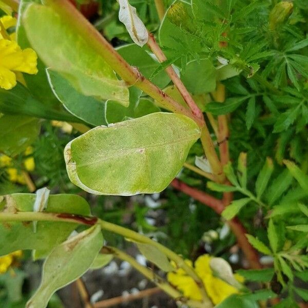 Euphorbia marginata Leaf