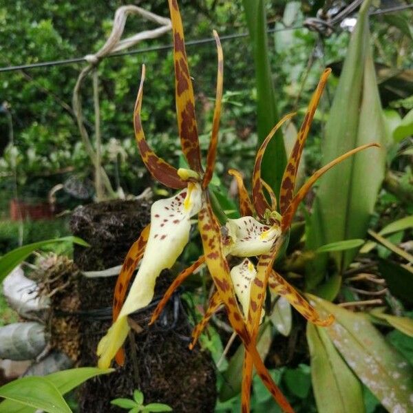 Brassia caudata Квітка