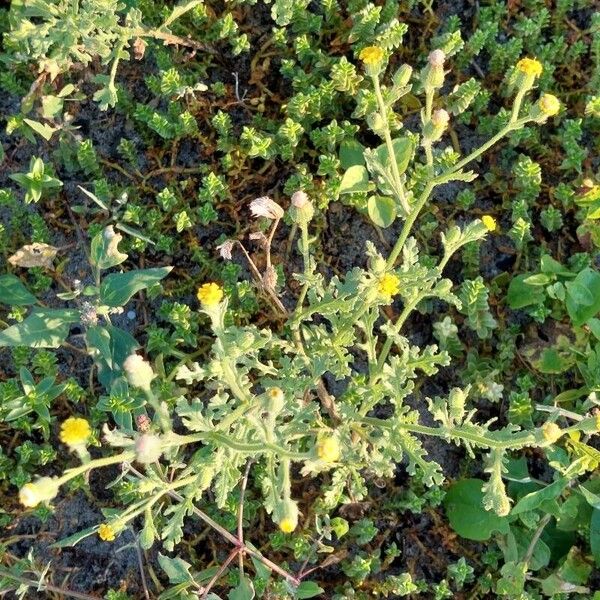 Senecio viscosus Çiçek