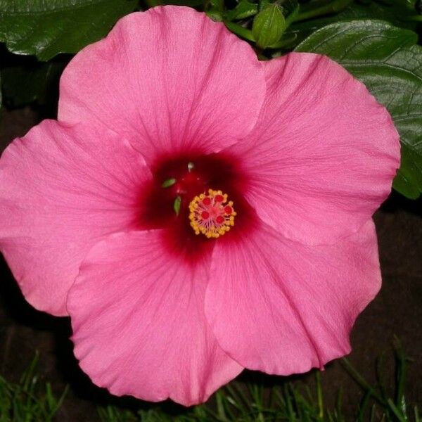 Hibiscus moscheutos फूल