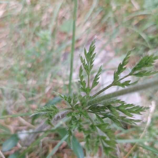 Pulsatilla alpina Leaf