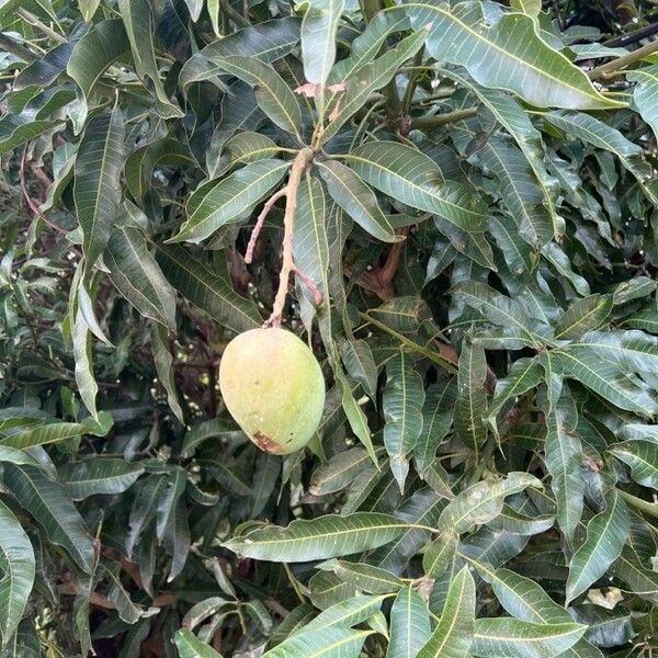 Mangifera indica Fruitua