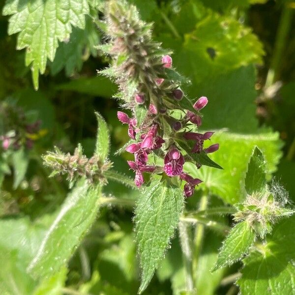 Stachys sylvatica Feuille