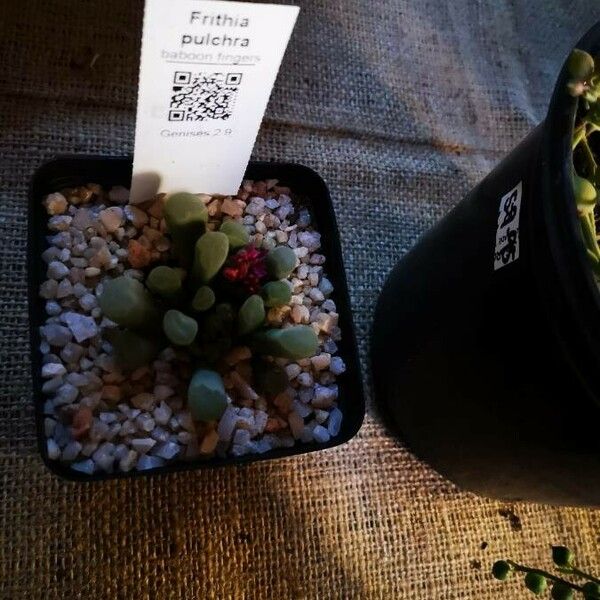 Frithia pulchra 葉