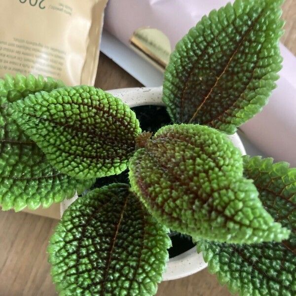 Pilea mollis ᱥᱟᱠᱟᱢ