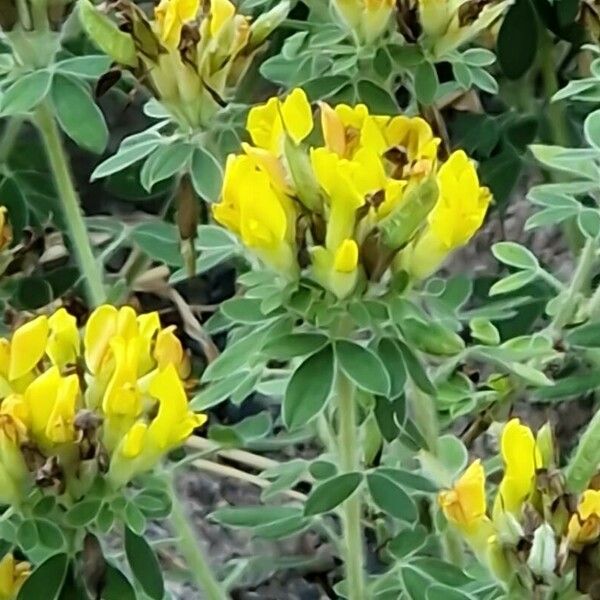 Chamaecytisus hirsutus Flors